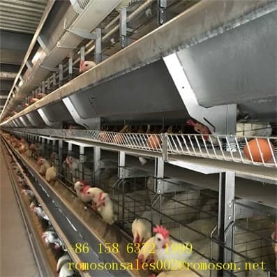 equipment and facilities in poultry production_easy to use
